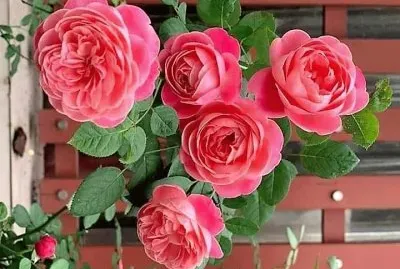 flores