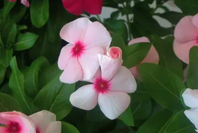 × ×™×¦×Ÿ ×©×œ ×•×™× ×§×•×ª