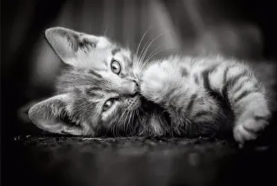 פאזל של Kitty