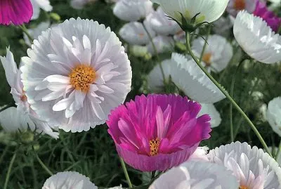 flores
