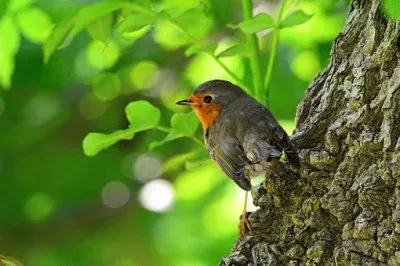 פאזל של Imagem