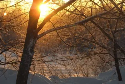 Winter sunrise through trees