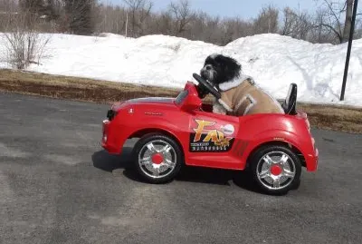  "Camaro Sue 's " first drive of the season