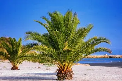 Imagem jigsaw puzzle