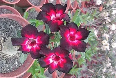 flores