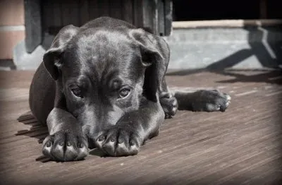 Imagem jigsaw puzzle