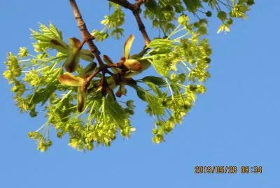 Look at the date!  Leaves soon I hope!