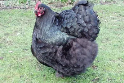 Gallina orpington nera
