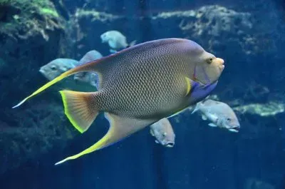 Imagem jigsaw puzzle