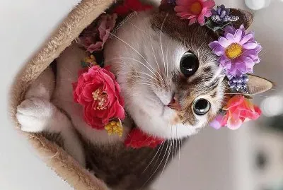 flores