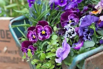 flores