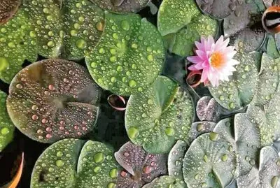 flores