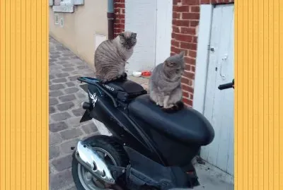 פאזל של Chat alors !
