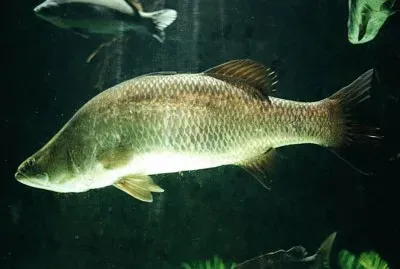 Barramundi