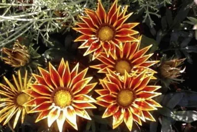 Flowers jigsaw puzzle