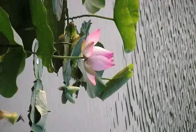 flores jigsaw puzzle