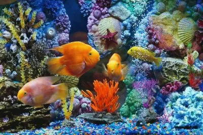 פאזל של pecera