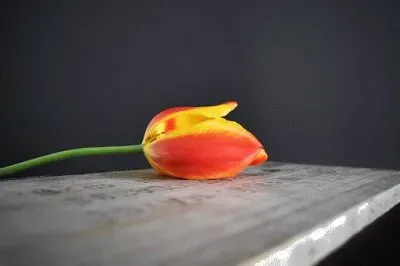 Imagem jigsaw puzzle