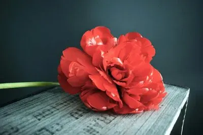 Imagem jigsaw puzzle