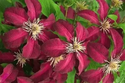 flores jigsaw puzzle