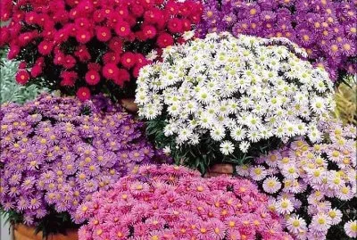 flores jigsaw puzzle