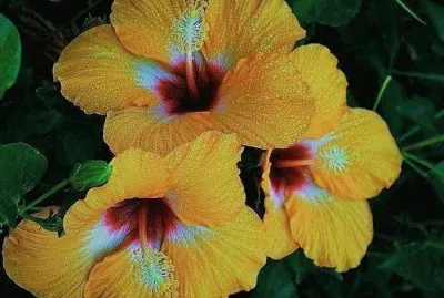 flores jigsaw puzzle