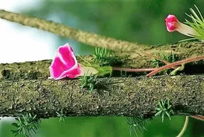 flores jigsaw puzzle