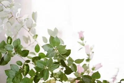 natural jigsaw puzzle