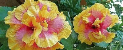 flores jigsaw puzzle