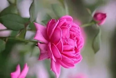 flores