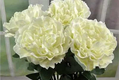 flores