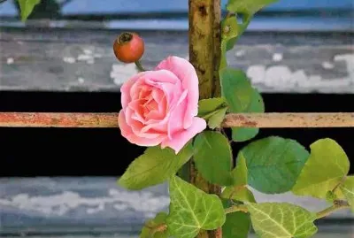 flores
