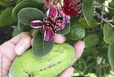 natural jigsaw puzzle