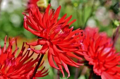 Imagem jigsaw puzzle