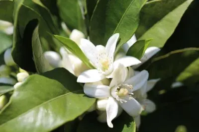 Imagem jigsaw puzzle