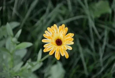 Imagem jigsaw puzzle