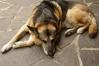 Imagem jigsaw puzzle