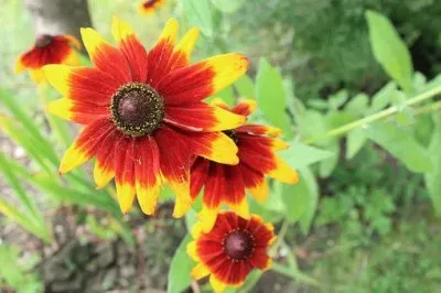 Imagem jigsaw puzzle