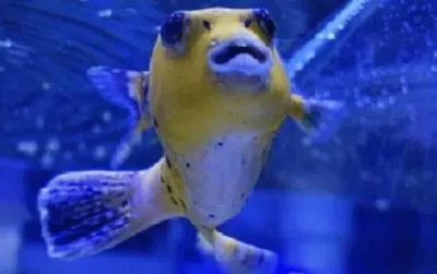 Imagem jigsaw puzzle