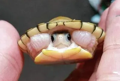 natural