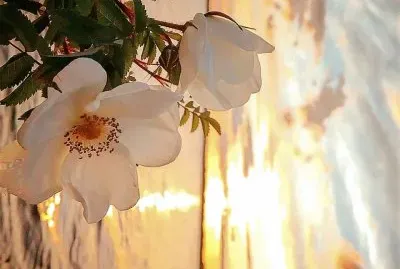 flores jigsaw puzzle