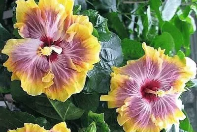 flores jigsaw puzzle