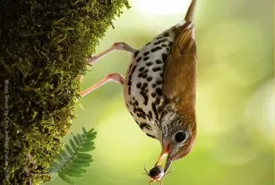 natural