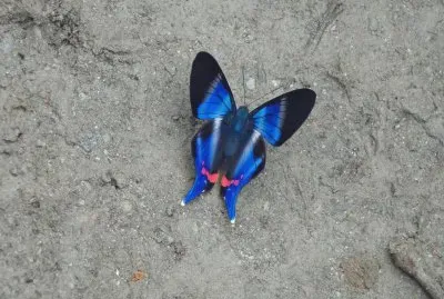MARIPOSA