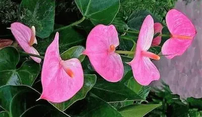 flores jigsaw puzzle