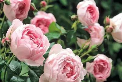 flores