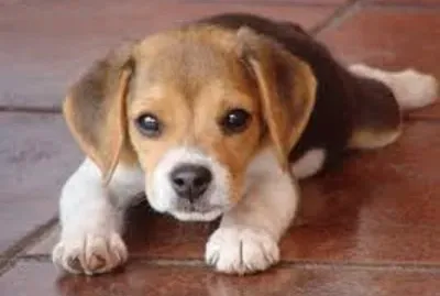 Imagem jigsaw puzzle