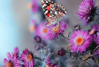 natural jigsaw puzzle