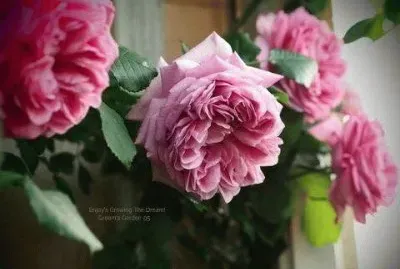 flores jigsaw puzzle