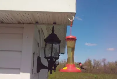 Ruby-Throated Hummingbird    L